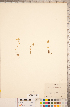  ( - CCDB-18313-A06)  @11 [ ] Copyright (2015) Deb Metsger Royal Ontario Museum