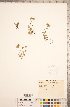  ( - CCDB-18313-H07)  @11 [ ] Copyright (2015) Deb Metsger Royal Ontario Museum