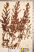  ( - CCDB-18313-B07)  @11 [ ] Copyright (2015) Deb Metsger Royal Ontario Museum
