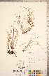  ( - CCDB-18313-G10)  @11 [ ] Copyright (2015) Deb Metsger Royal Ontario Museum