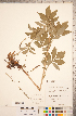  ( - CCDB-18313-F12)  @11 [ ] Copyright (2015) Deb Metsger Royal Ontario Museum