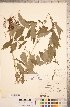  ( - CCDB-18313-D12)  @11 [ ] Copyright (2015) Deb Metsger Royal Ontario Museum
