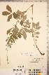  ( - CCDB-18313-C12)  @11 [ ] Copyright (2015) Deb Metsger Royal Ontario Museum