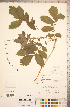  ( - CCDB-18313-B12)  @11 [ ] Copyright (2015) Deb Metsger Royal Ontario Museum