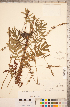  ( - CCDB-18317-H01)  @11 [ ] Copyright (2015) Deb Metsger Royal Ontario Museum