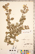 ( - CCDB-18317-A02)  @11 [ ] Copyright (2015) Deb Metsger Royal Ontario Museum