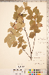  ( - CCDB-18317-G04)  @11 [ ] Copyright (2015) Deb Metsger Royal Ontario Museum