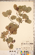  (Amelanchier gaspensis - CCDB-18317-F04)  @11 [ ] Copyright (2015) Deb Metsger Royal Ontario Museum