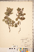  ( - CCDB-18317-E04)  @11 [ ] Copyright (2015) Deb Metsger Royal Ontario Museum