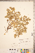  ( - CCDB-18317-A04)  @11 [ ] Copyright (2015) Deb Metsger Royal Ontario Museum