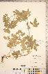  ( - CCDB-18317-H05)  @11 [ ] Copyright (2015) Deb Metsger Royal Ontario Museum