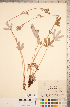  ( - CCDB-18317-G05)  @11 [ ] Copyright (2015) Deb Metsger Royal Ontario Museum
