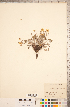 ( - CCDB-18317-E05)  @11 [ ] Copyright (2015) Deb Metsger Royal Ontario Museum