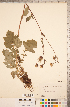  ( - CCDB-18317-E07)  @11 [ ] Copyright (2015) Deb Metsger Royal Ontario Museum