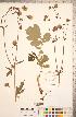  ( - CCDB-18317-C07)  @11 [ ] Copyright (2015) Deb Metsger Royal Ontario Museum