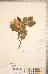  ( - CCDB-18317-B09)  @11 [ ] Copyright (2015) Deb Metsger Royal Ontario Museum