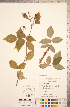  ( - CCDB-18317-G10)  @11 [ ] Copyright (2015) Deb Metsger Royal Ontario Museum