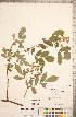  ( - CCDB-18317-F10)  @11 [ ] Copyright (2015) Deb Metsger Royal Ontario Museum