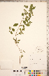  ( - CCDB-18317-A10)  @11 [ ] Copyright (2015) Deb Metsger Royal Ontario Museum