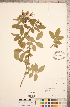  ( - CCDB-18317-H11)  @11 [ ] Copyright (2015) Deb Metsger Royal Ontario Museum