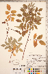  (Rosa virginiana - CCDB-18317-G11)  @11 [ ] Copyright (2015) Deb Metsger Royal Ontario Museum