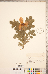  ( - CCDB-18317-E11)  @11 [ ] Copyright (2015) Deb Metsger Royal Ontario Museum