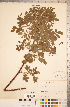 ( - CCDB-18317-G12)  @11 [ ] Copyright (2015) Deb Metsger Royal Ontario Museum