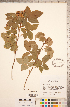  ( - CCDB-18317-F12)  @11 [ ] Copyright (2015) Deb Metsger Royal Ontario Museum