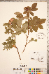  ( - CCDB-18317-E12)  @11 [ ] Copyright (2015) Deb Metsger Royal Ontario Museum