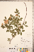  (Rosa pendulina - CCDB-18317-B12)  @11 [ ] Copyright (2015) Deb Metsger Royal Ontario Museum