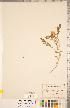  ( - CCDB-20330-C03)  @11 [ ] Copyright (2015) Deb Metsger Royal Ontario Museum
