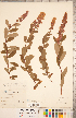  (Spiraea douglasii - CCDB-20330-C04)  @11 [ ] Copyright (2015) Deb Metsger Royal Ontario Museum
