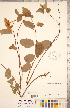  ( - CCDB-20330-B04)  @11 [ ] Copyright (2015) Deb Metsger Royal Ontario Museum