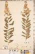  ( - CCDB-20330-H05)  @11 [ ] Copyright (2015) Deb Metsger Royal Ontario Museum