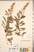  ( - CCDB-20330-G05)  @11 [ ] Copyright (2015) Deb Metsger Royal Ontario Museum
