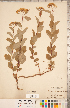  ( - CCDB-20330-F05)  @11 [ ] Copyright (2015) Deb Metsger Royal Ontario Museum