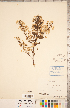  ( - CCDB-20330-B05)  @11 [ ] Copyright (2015) Deb Metsger Royal Ontario Museum