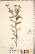 ( - CCDB-20330-A05)  @11 [ ] Copyright (2015) Deb Metsger Royal Ontario Museum