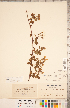  ( - CCDB-20330-B06)  @11 [ ] Copyright (2015) Deb Metsger Royal Ontario Museum