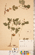  ( - CCDB-20330-A06)  @11 [ ] Copyright (2015) Deb Metsger Royal Ontario Museum