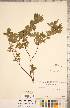  ( - CCDB-20330-C07)  @11 [ ] Copyright (2015) Deb Metsger Royal Ontario Museum