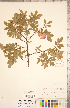  ( - CCDB-20330-G08)  @11 [ ] Copyright (2015) Deb Metsger Royal Ontario Museum
