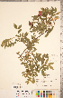  ( - CCDB-20330-E08)  @11 [ ] Copyright (2015) Deb Metsger Royal Ontario Museum