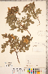  ( - CCDB-20330-B08)  @11 [ ] Copyright (2015) Deb Metsger Royal Ontario Museum