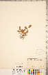  ( - CCDB-20330-A08)  @11 [ ] Copyright (2015) Deb Metsger Royal Ontario Museum