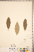 ( - CCDB-20330-B09)  @11 [ ] Copyright (2015) Deb Metsger Royal Ontario Museum