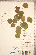  ( - CCDB-20331-D01)  @11 [ ] Copyright (2015) Deb Metsger Royal Ontario Museum