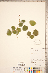  ( - CCDB-20331-B01)  @11 [ ] Copyright (2015) Deb Metsger Royal Ontario Museum