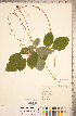  ( - CCDB-20331-A01)  @11 [ ] Copyright (2015) Deb Metsger Royal Ontario Museum