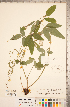  ( - CCDB-20331-E02)  @11 [ ] Copyright (2015) Deb Metsger Royal Ontario Museum